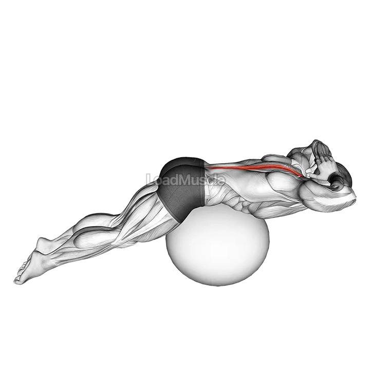 Back Extension on Exercise Ball demonstration