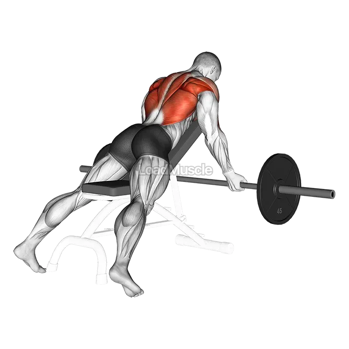 Barbell Reverse Grip Incline Bench Row demonstration