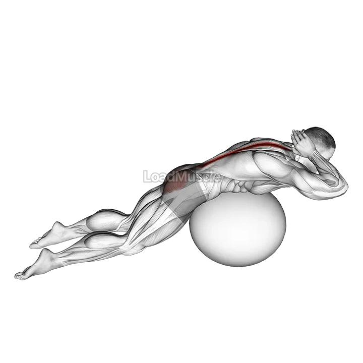 Exercise Ball Back Extension With Hands Behind Head demonstration