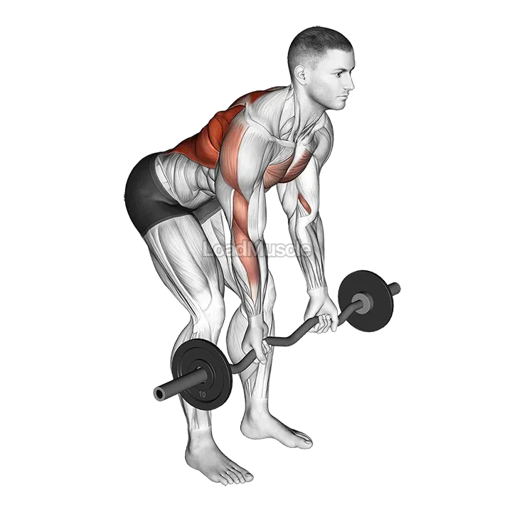 EZ Bar Reverse Grip Bent Over Row demonstration