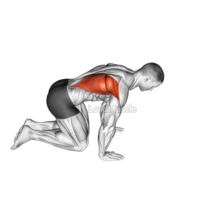 Kneeling Lat Stretch demonstration