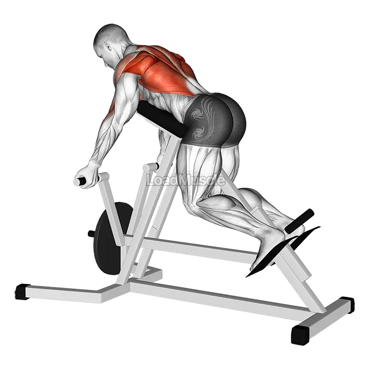 Lever Reverse T Bar Row demonstration