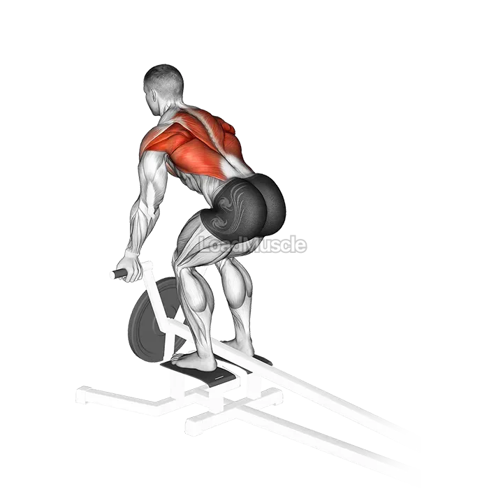 Lever T Bar Reverse Grip Row demonstration