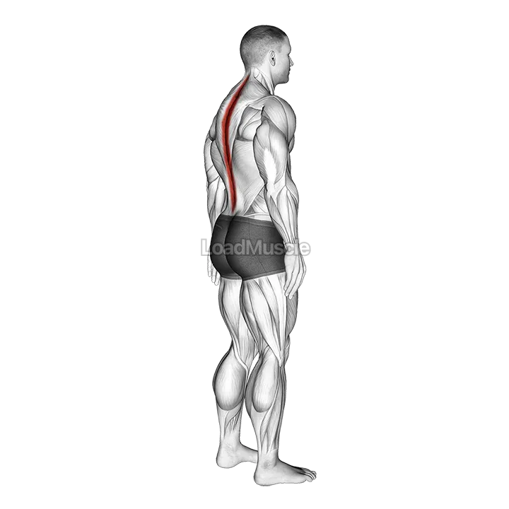 Standing Pelvic Tilt demonstration