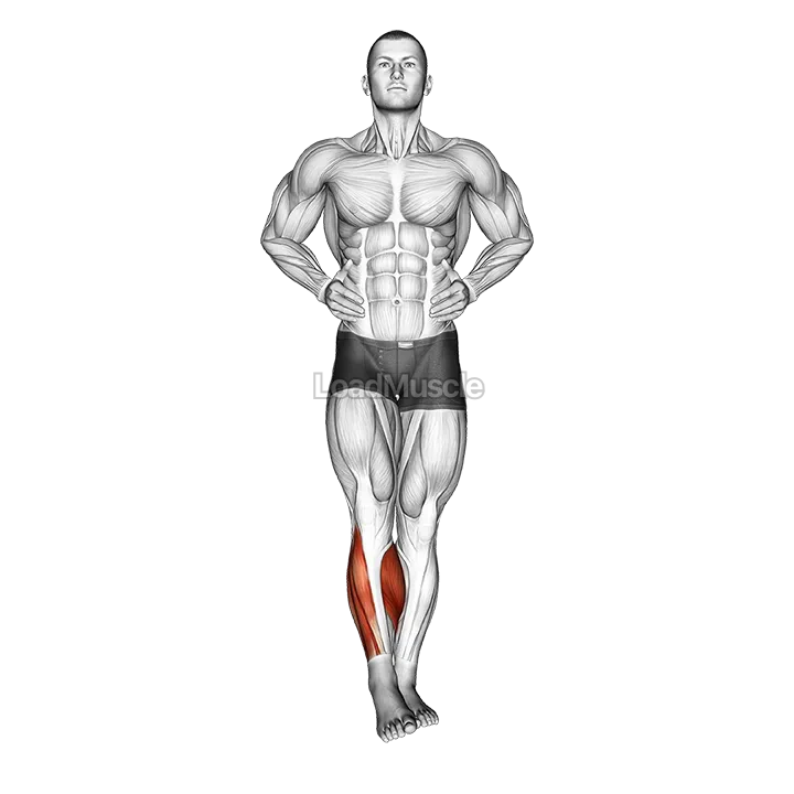 Ankle Circles demonstration