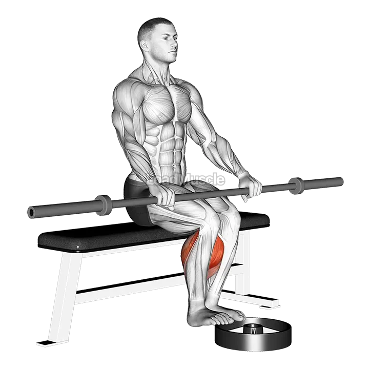 Barbell Seated Calf Raise demonstration