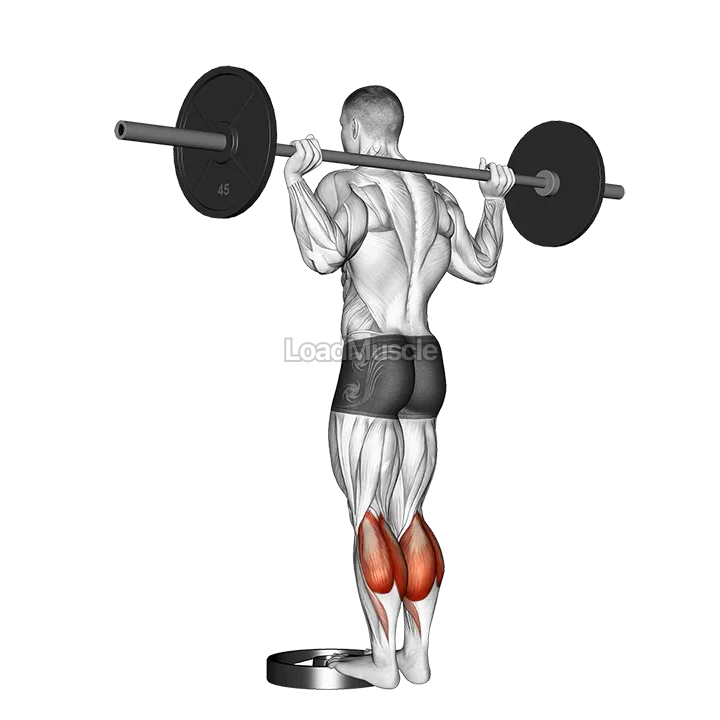 Barbell Standing Calf Raise demonstration
