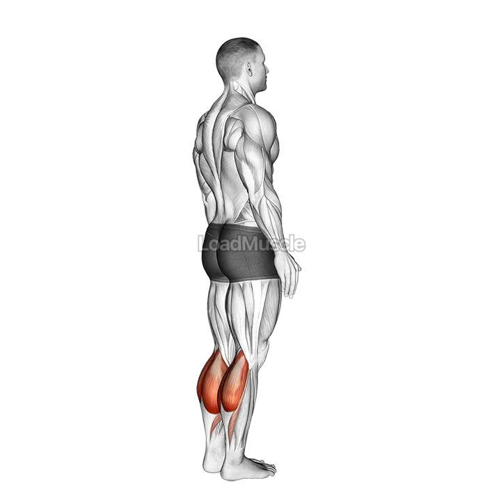 Bodyweight Standing Calf Raise demonstration