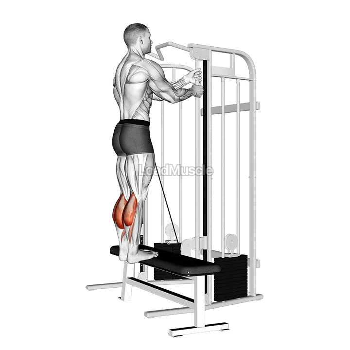 Cable Standing Calf Raise demonstration