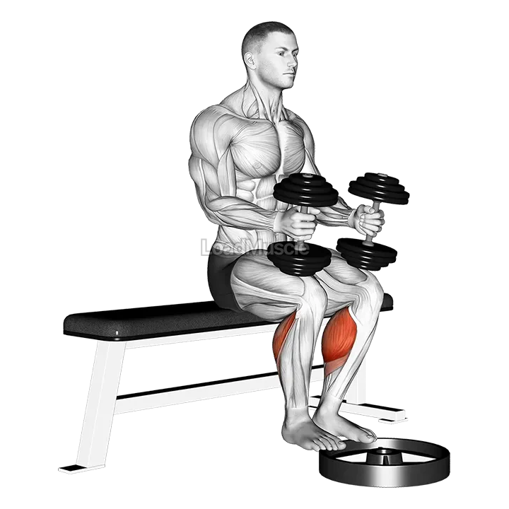 Dumbbell Seated Calf Raise demonstration