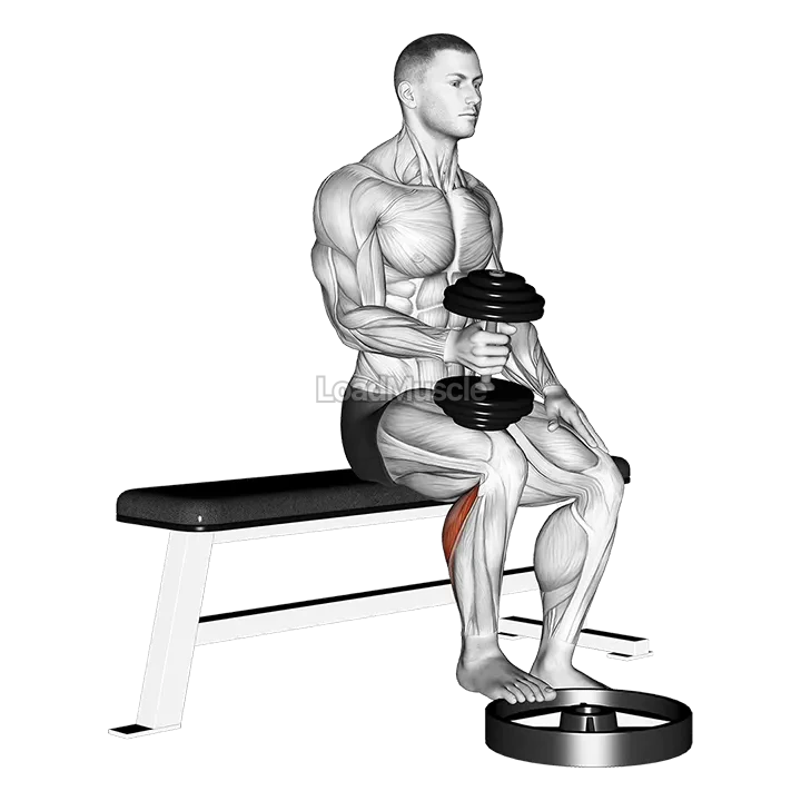 Dumbbell Seated One Leg Calf Raise - Hammer Grip demonstration