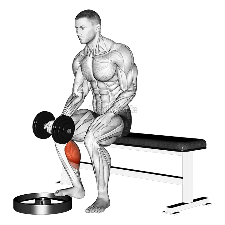 Dumbbell Seated One Leg Calf Raise - Palm up demonstration