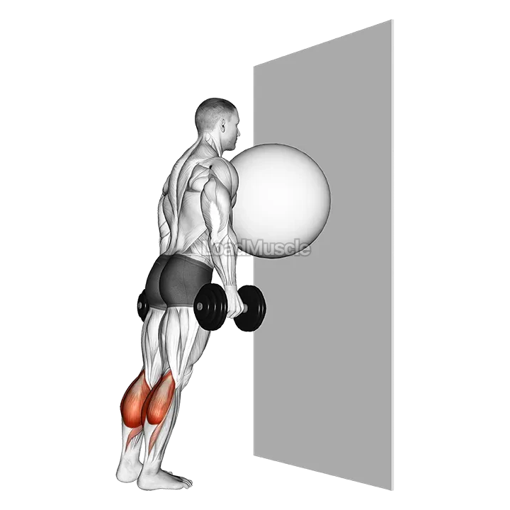 Exercise Ball on the Wall Calf Raise demonstration