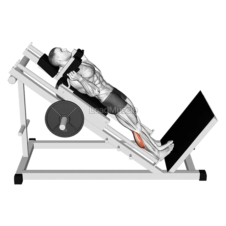 Hack Calf Raise demonstration