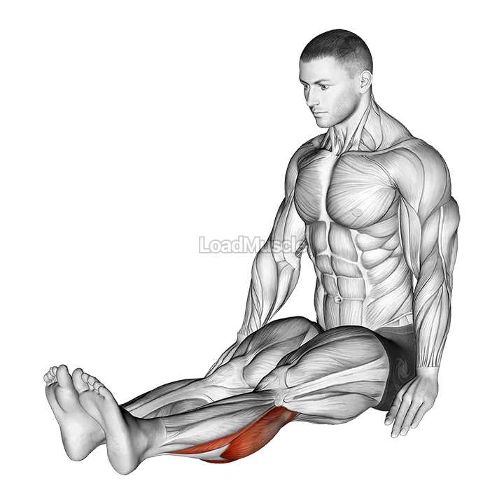Seated Calf Stretch demonstration