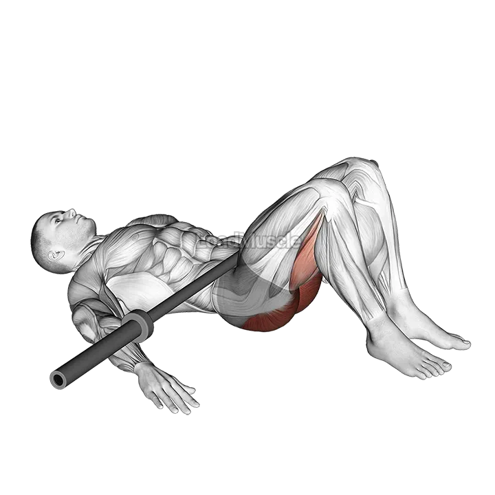 Barbell Glute Bridge demonstration