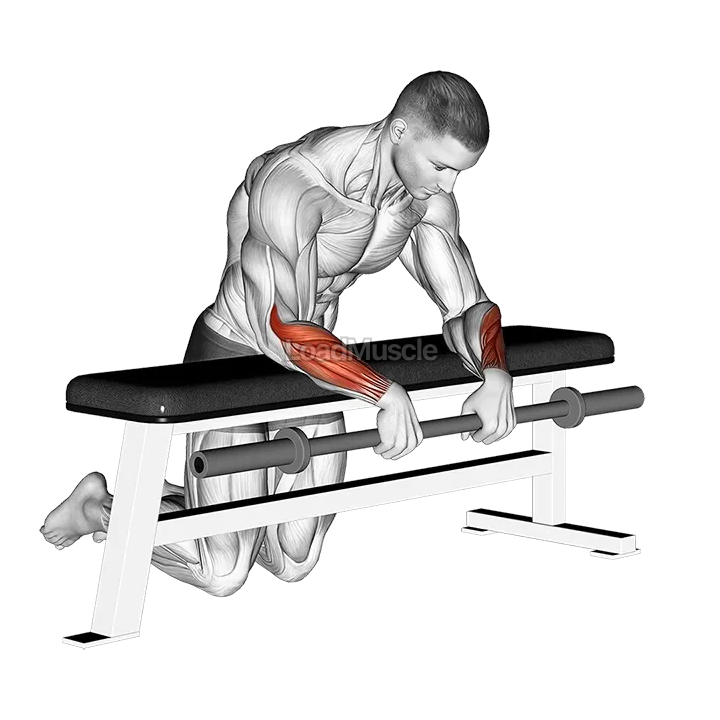Barbell Palms Down Wrist Curl Over A Bench demonstration
