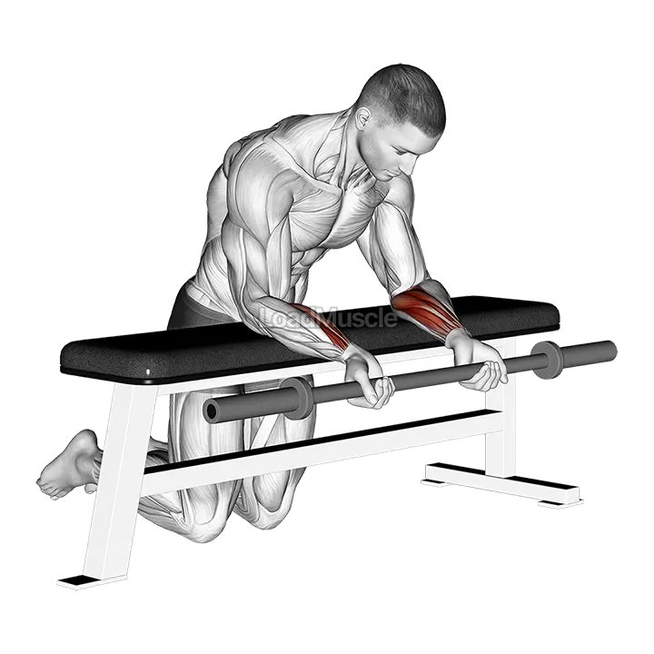 Barbell Palms Up Wrist Curl Over A Bench demonstration