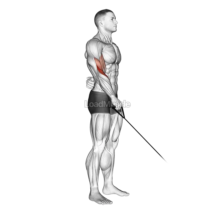 Cable Reverse One Arm Curl demonstration