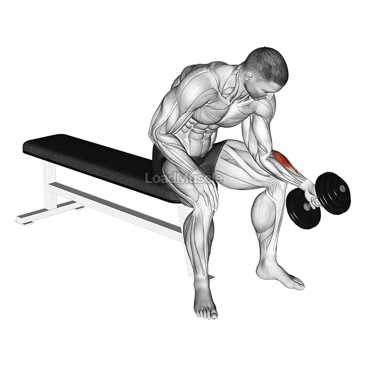 Dumbbell One Arm Seated Neutral Wrist Curl demonstration