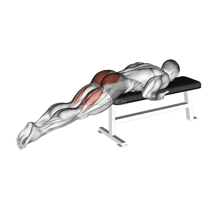 Reverse Hyper on Flat Bench demonstration