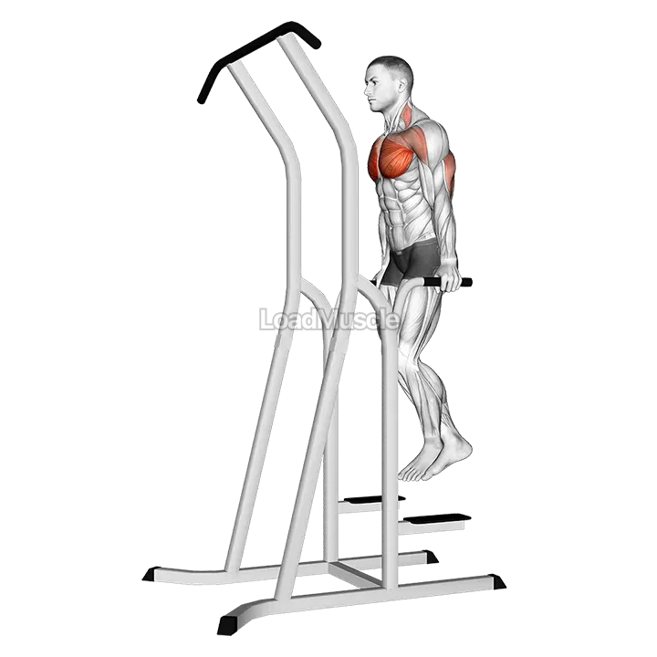 Chest Dip (on dip-pull-up cage) demonstration