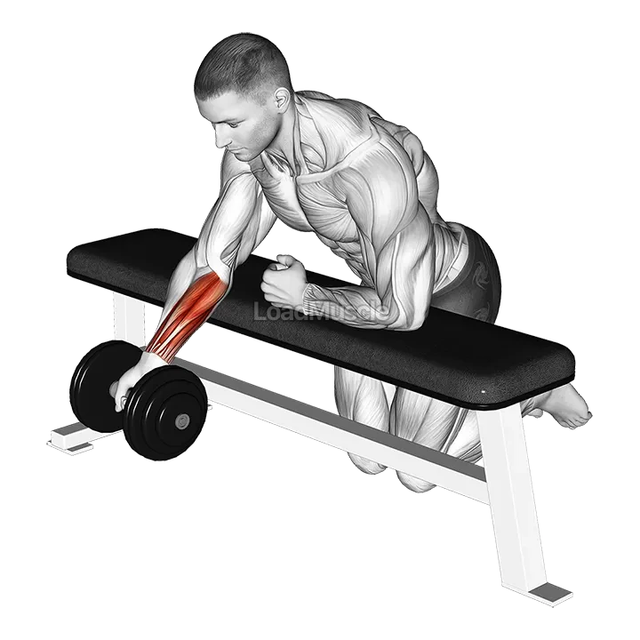Dumbbell Over Bench One Arm Reverse Wrist Curl demonstration