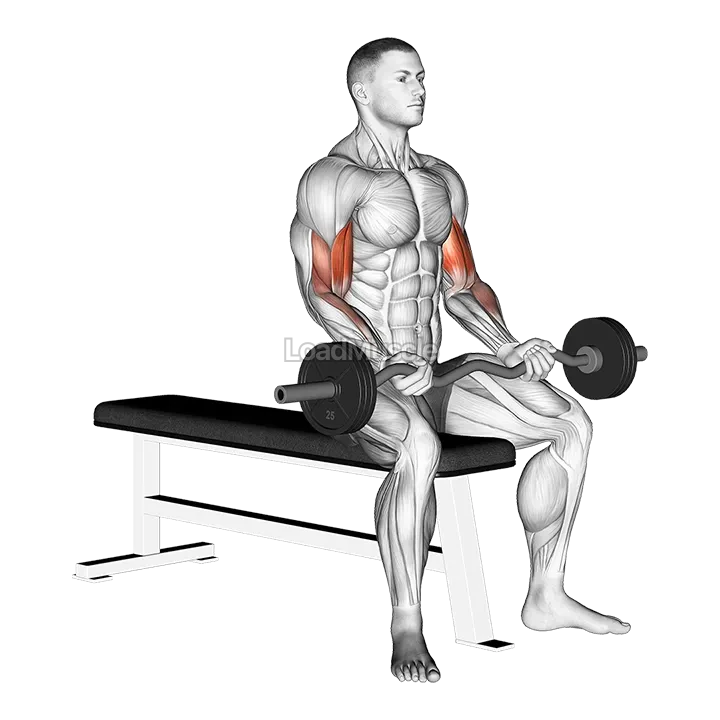 EZ Barbell Seated Curls demonstration