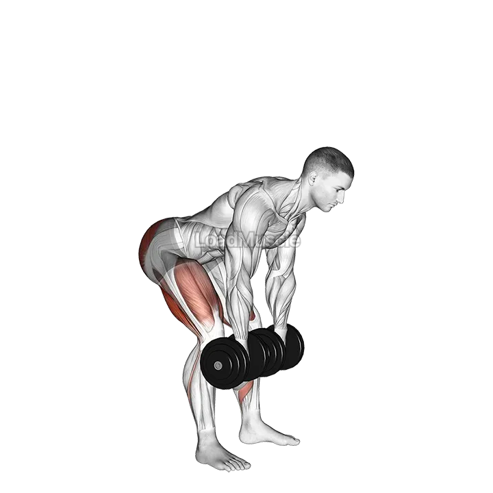 Dumbbell Romanian Deadlift demonstration