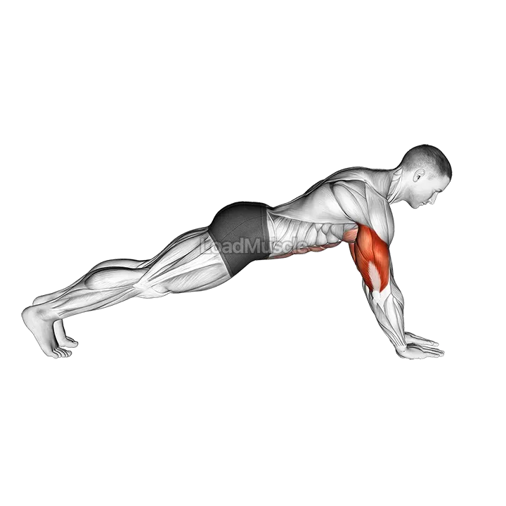 Push up on Forearms demonstration