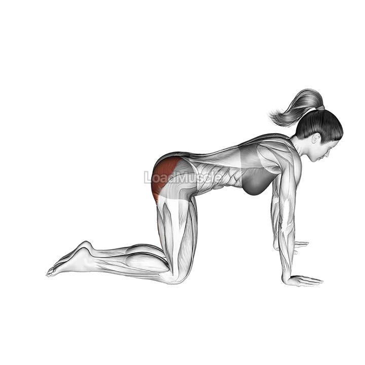 Bent Leg Kickback (kneeling) demonstration