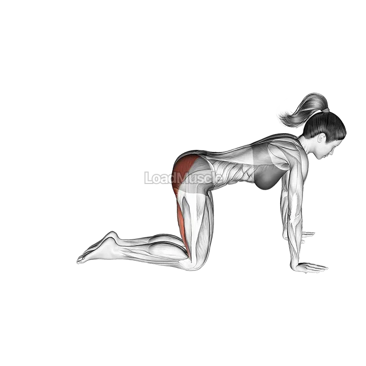 Straight Leg Kickback (kneeling) demonstration