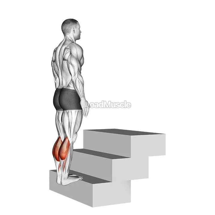 Standing Calf Raise (On a staircase) demonstration