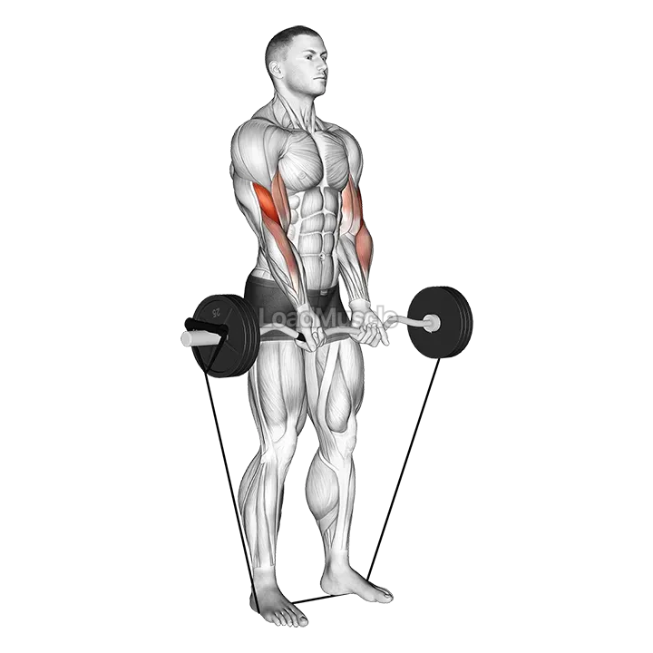 Band EZ Barbell Close grip Curl demonstration