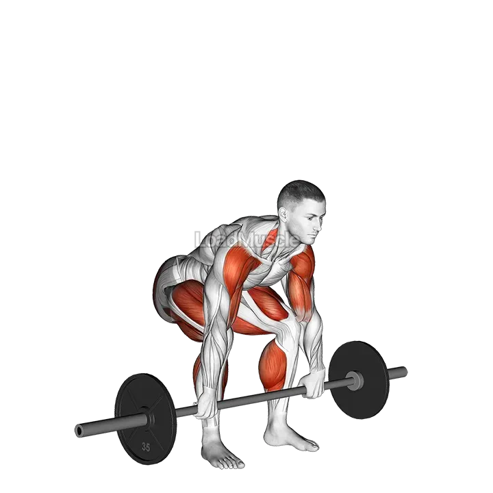 Barbell Clean Pull demonstration