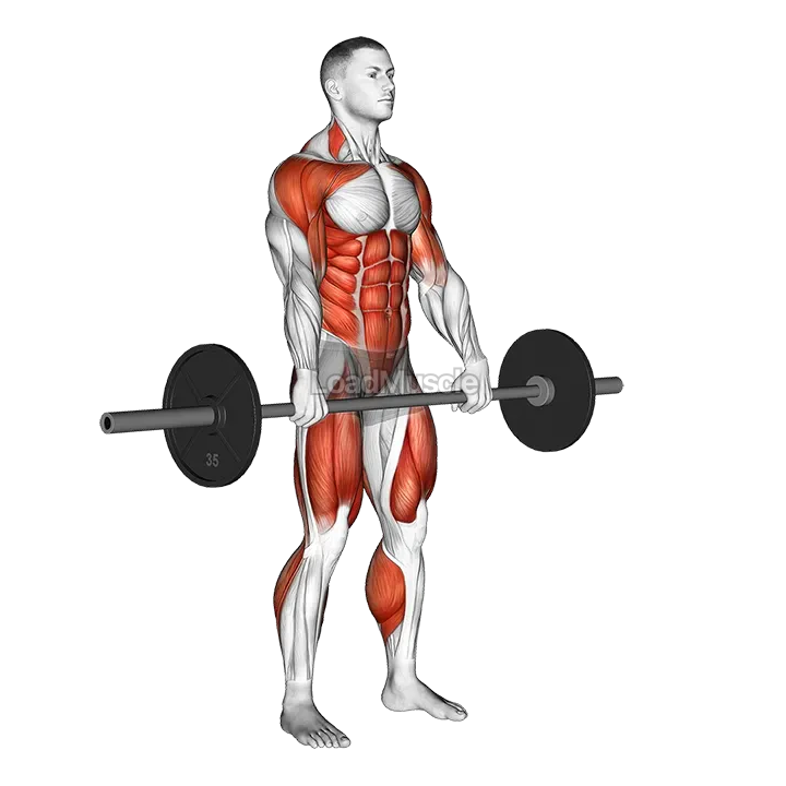 Barbell Hang Clean demonstration