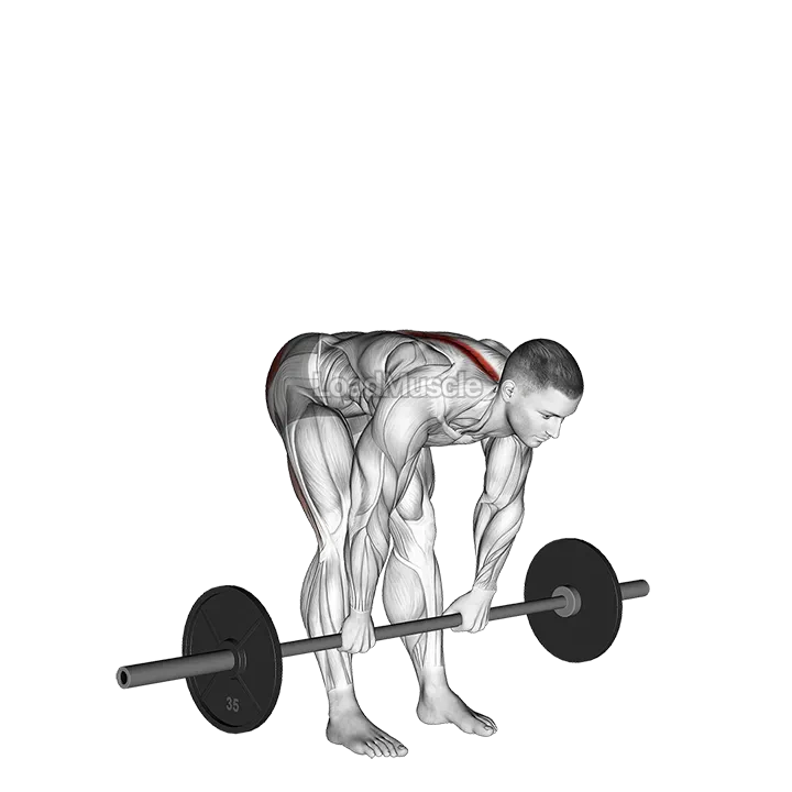 Barbell Stiff Legged Deadlift demonstration