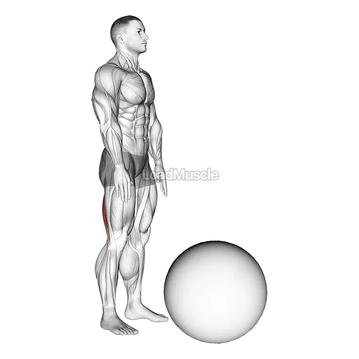 Standing Straight Leg Hamstring Contract Relax on Exercise Ball demonstration
