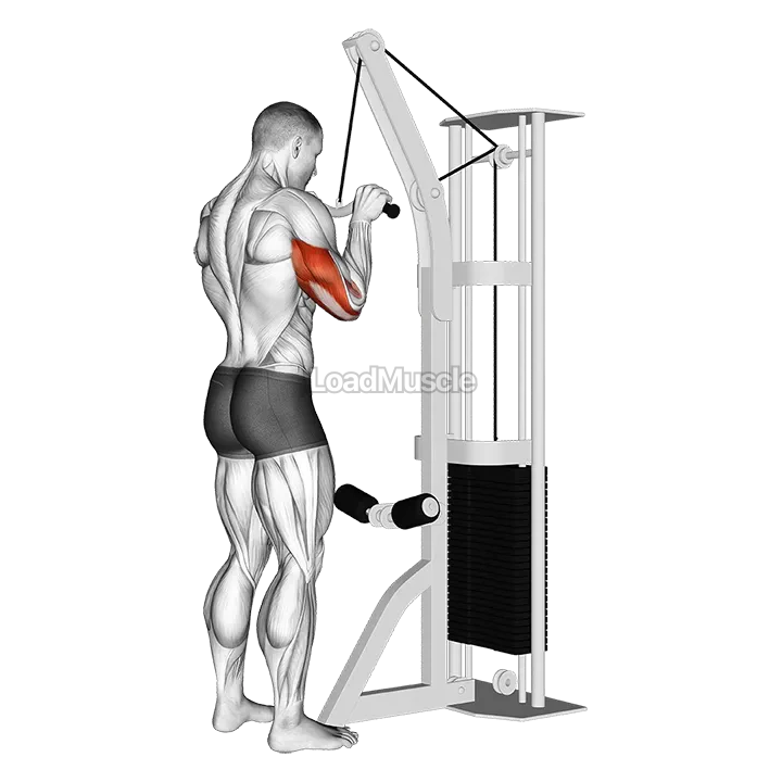 Cable Triceps Pushdown (SZ-bar) demonstration