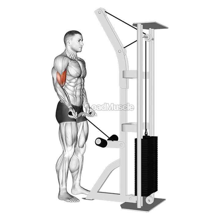 Cable Biceps Curl (SZ-bar) demonstration