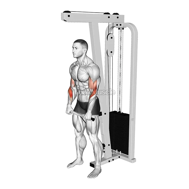 Cable Reverse Grip Biceps Curl (SZ-bar) demonstration