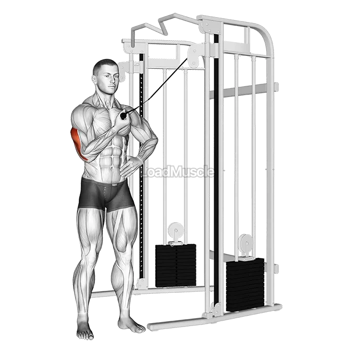 Cable One Arm Side Triceps Pushdown demonstration