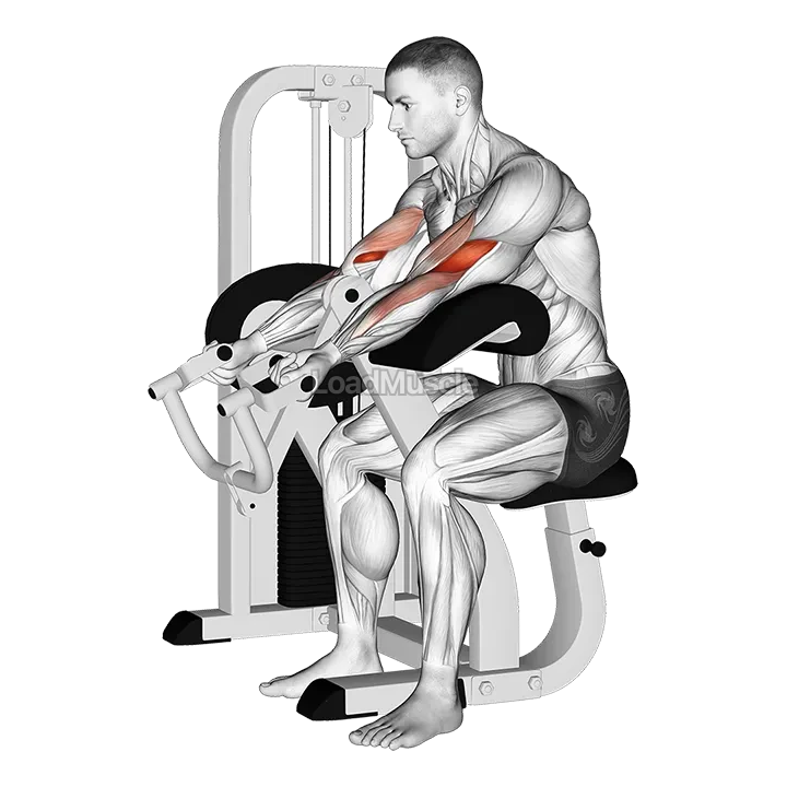 Lever Preacher Curl demonstration
