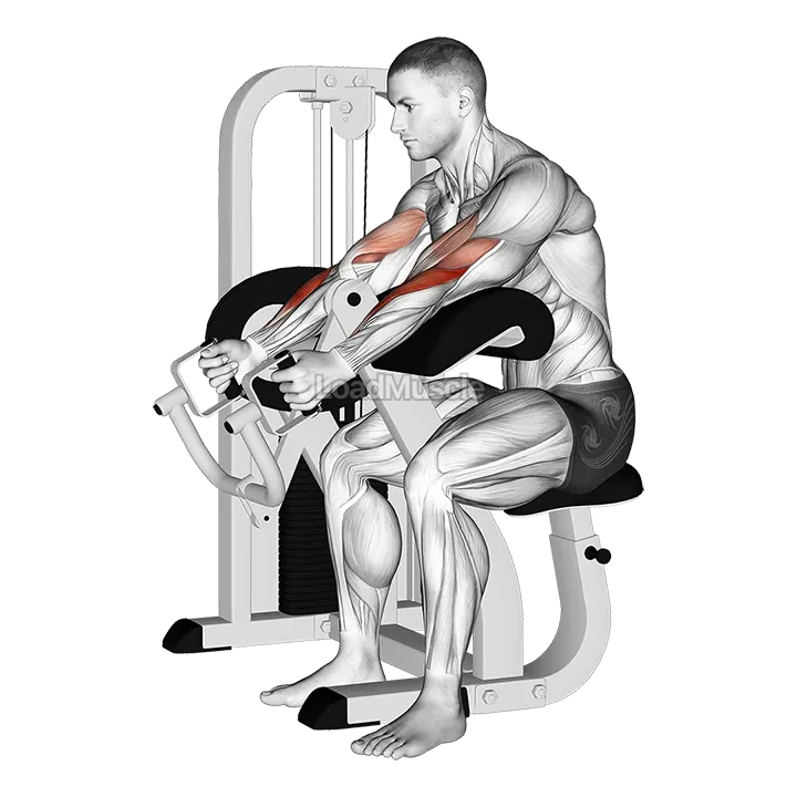 Lever Hammer Grip Preacher Curl demonstration