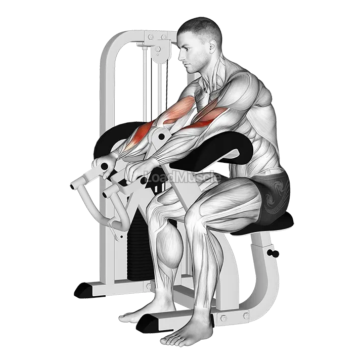 Lever Reverse Grip Preacher Curl demonstration