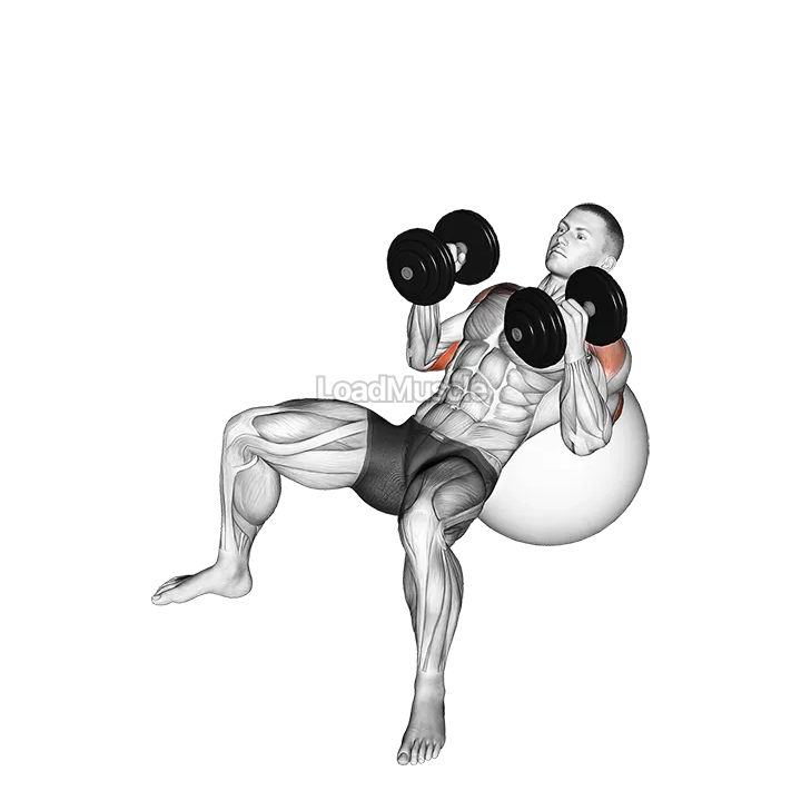 Dumbbell Incline Hammer Press on Exercise Ball demonstration