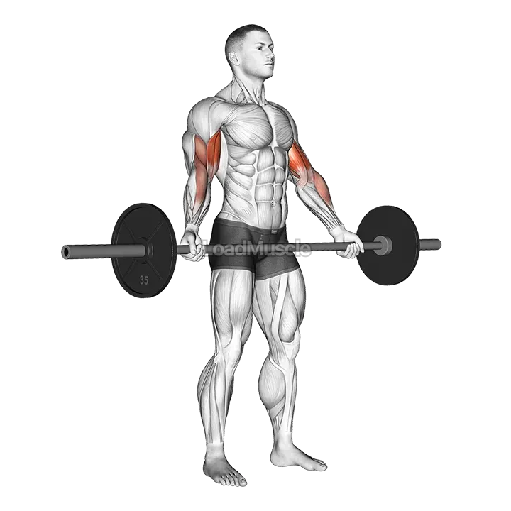Barbell Standing Wide-Grip Biceps Curl demonstration