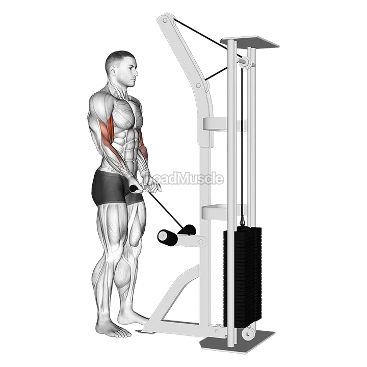 Cable Close Grip Curl demonstration