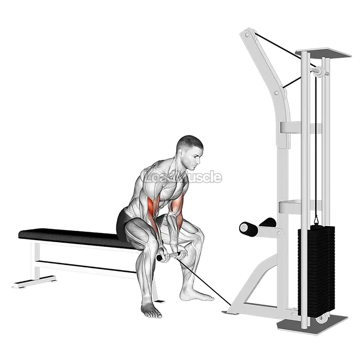 Cable Concentration Curl demonstration