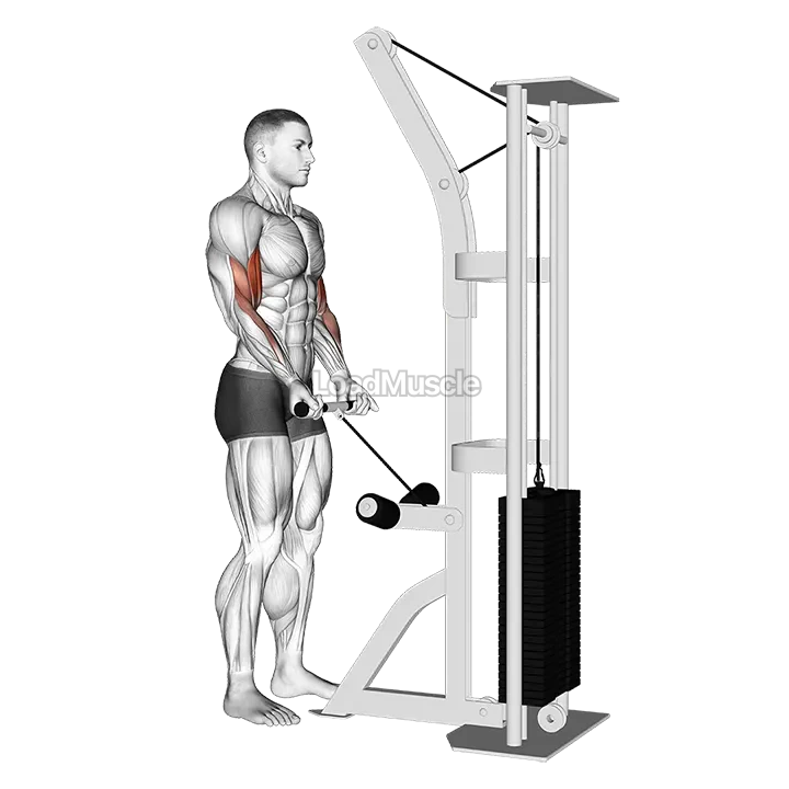 Cable Drag Curl demonstration